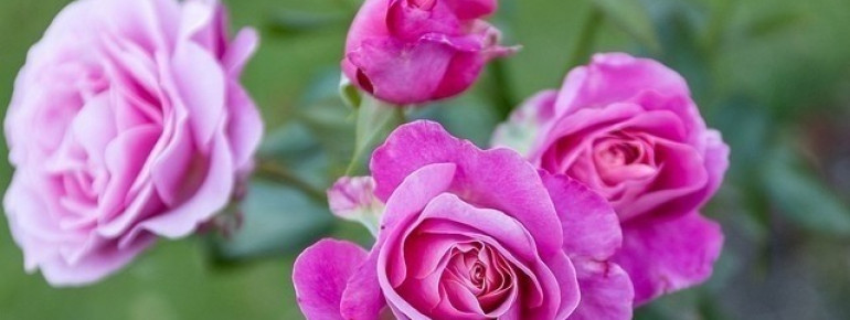 "My Girl" type of roses