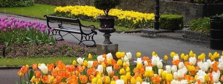 Tulips popping up all over the Botanic Garden in spring