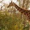 This giraffe is one of the 800 animals living at Calgary Zoo