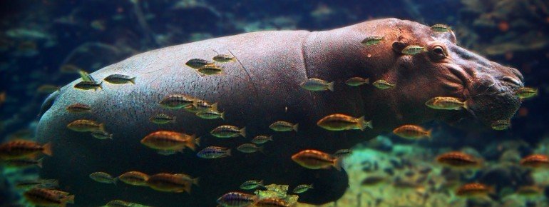 A lovely hippo swimming and being surrounded by fish