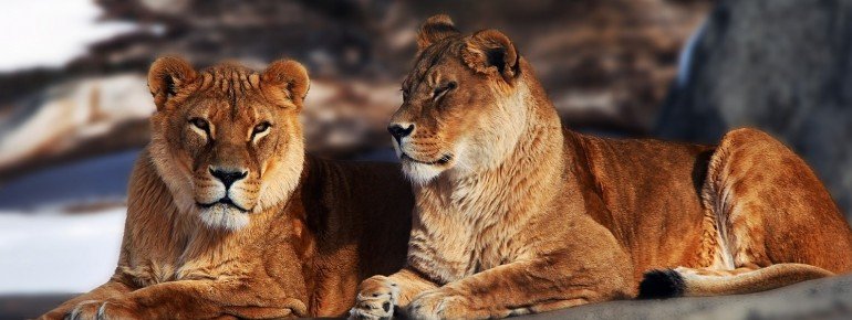 Any realm requires a king: two lions from the African savannah