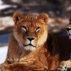 Any realm requires a king: two lions from the African savannah