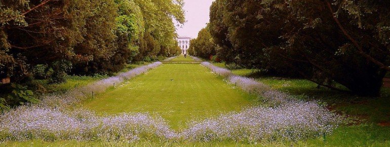 View of the sea of flowers.