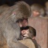 A baboon with her young one
