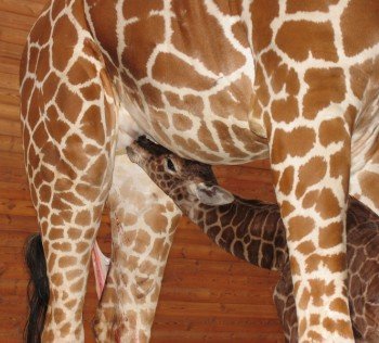A giraffe baby drinks from its mother