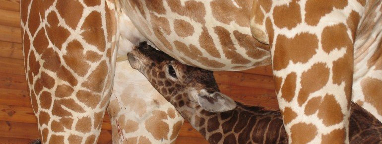 A giraffe baby drinks from its mother
