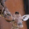 Discover giraffes in the Savanna compound