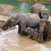 Elefants taking their bath