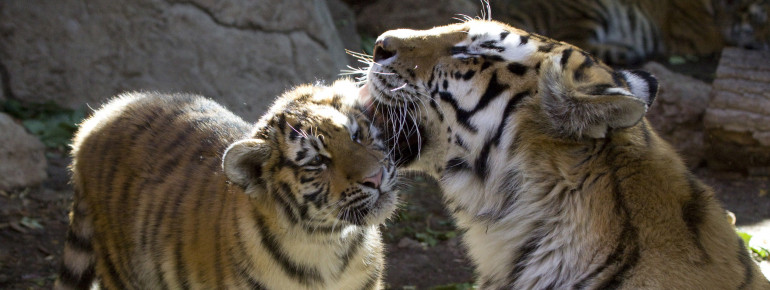 Two tigers at the Denver Zoo.
