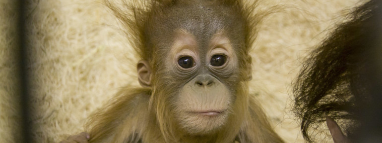 Snapshot of a baby orangutan at Denver Zoo.