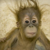 Snapshot of a baby orangutan at Denver Zoo.