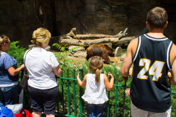 Family fun guaranteed: Watching bear, monkeys, giraffes, and numerous other animals at Denver Zoo.