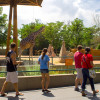 A group passes by the stunning giraffes at Denver Zoo.