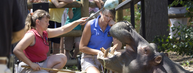 Trainers feeding a hungry hippopotamus at Denver Zoo.