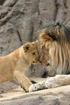 A lion and a lion cub at Denver Zoo, Colorado.