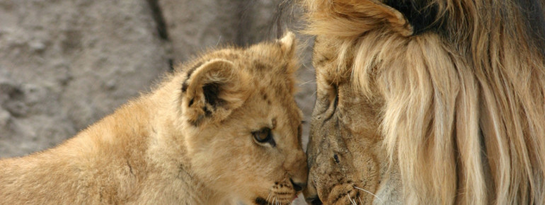 A lion and a lion cub at Denver Zoo, Colorado.