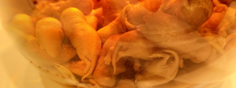 Pickled mice, anyone? In China, they’re considered a delicacy.