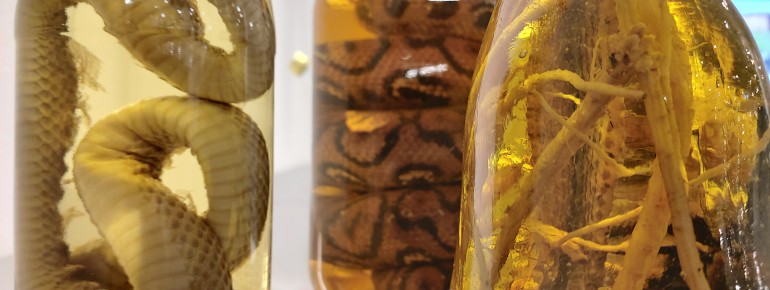 The museum is not for the faint-hearted.