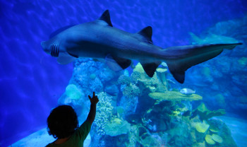 A child pointing at a shark at the Downtown Aquarium.