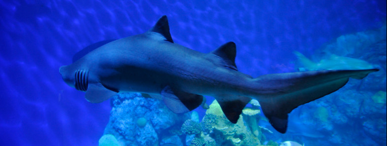 A child pointing at a shark at the Downtown Aquarium.
