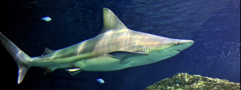 The Downtown Aquarium Denver is a sprawling complex with a state-of-the-art aquarium housing 500+ species, plus a restaurant &amp; lounge.