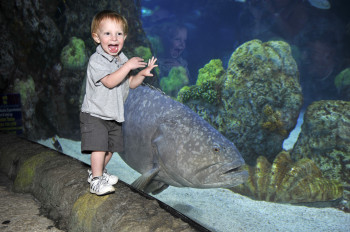 Family fun at its best: Here is a child viewing fish at the Downtown Aquarium.