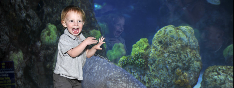 Family fun at its best: Here is a child viewing fish at the Downtown Aquarium.