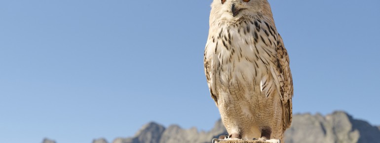 Majestic and mysterious: the eagle owl is a symbol of wisdom and a highlight of the Birds of Prey Station.