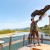 The falconers present various native species of birds of prey.