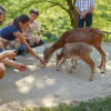Vistors can feed the animals at the petting zoo.