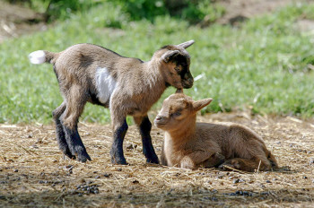 Watch baby goats take their first steps.