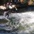 The wave on Eisbach surges up more than half a metre.