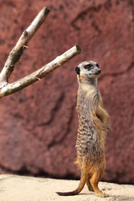 GaiaZoo in Kerkrade is one of the newest zoos in Europe!