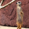 GaiaZoo in Kerkrade is one of the newest zoos in Europe!