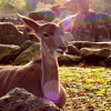 Almost 150 different animal species live at GaiaZOO.
