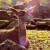 Almost 150 different animal species live at GaiaZOO.