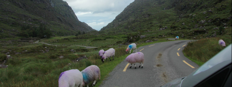 Who drives by car, must pay particular attention to the sheep on the roadside.
