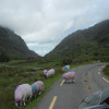 Who drives by car, must pay particular attention to the sheep on the roadside.