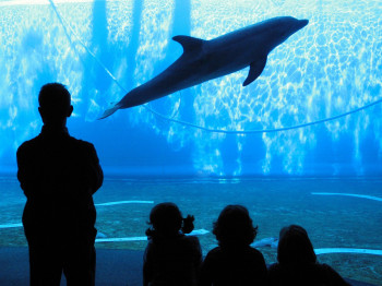 The aquarium in Genova is one of the biggest in Europe.