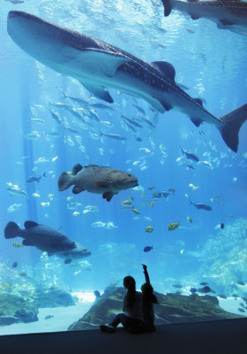 Discover the enchanting underwater world of Georgia Aquarium.