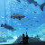 Discover the enchanting underwater world of Georgia Aquarium.