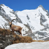 In the middle of the Hohe Tauern National Park, numerous animal species can be observed with a little patience.