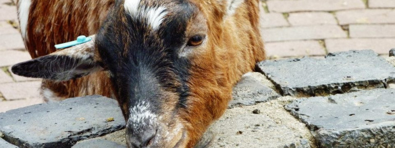 A highlight for children is the petting zoo.