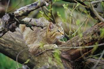 Wildcat at Hainich