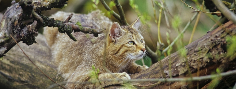 Wildcat at Hainich