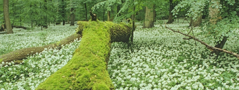 Hainich National Park