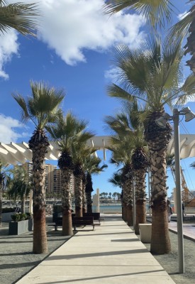 Numerous palm trees line the walkway along the harbor.