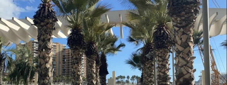 Numerous palm trees line the walkway along the harbor.