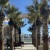 Numerous palm trees line the walkway along the harbor.
