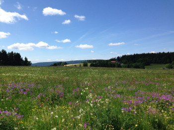 In St Andreasberg, you hike past blossoming mountain meadows.